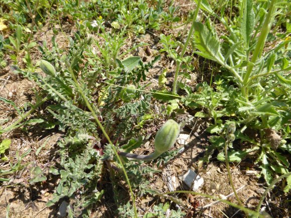 Urospermum dalechampii (L.) Scop. ex F.W.Schmidt Asteraceae-Uros