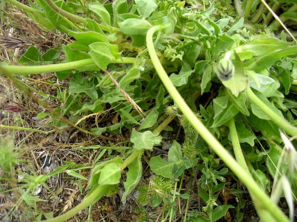 Urospermum dalechampii (L.) Scop. ex F.W.Schmidt Asteraceae-Uros