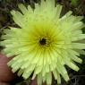 Urospermum dalechampii (L.) Scop. ex F.W.Schmidt Asteraceae-Uros