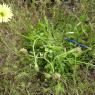 Urospermum dalechampii (L.) Scop. ex F.W.Schmidt Asteraceae-Uros