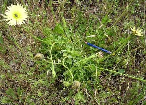 Urospermum dalechampii (L.) Scop. ex F.W.Schmidt Asteraceae-Uros