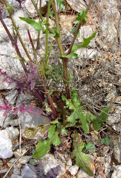 Urospermum picroides (L.) Scop. ex F.W.Schmidt  Asteraceae - Uro