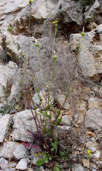 Urospermum picroides (L.) Scop. ex F.W.Schmidt  Asteraceae - Uro