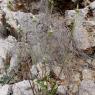 Urospermum picroides