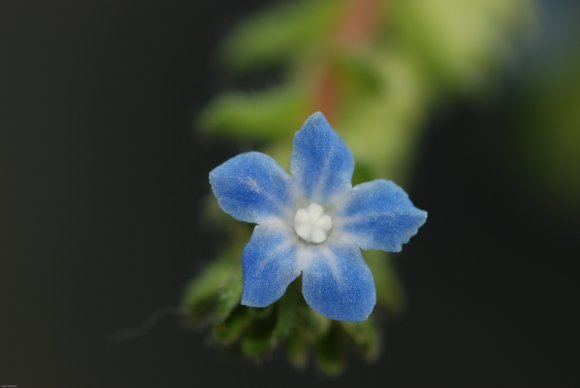 Anchusa crispa Viv. Boraginaceae
Buglosse crépue