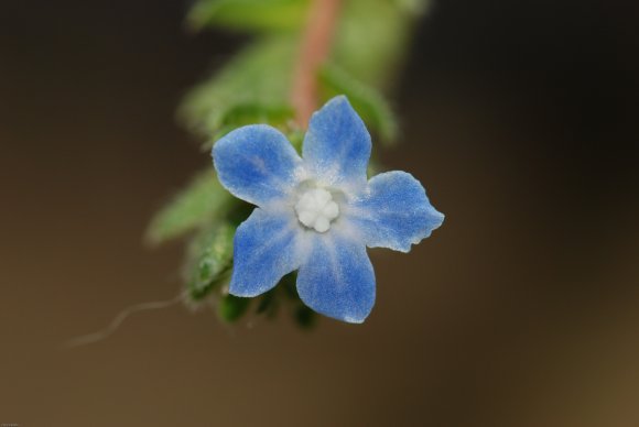 Anchusa crispa Viv. Boraginaceae
Buglosse crépue