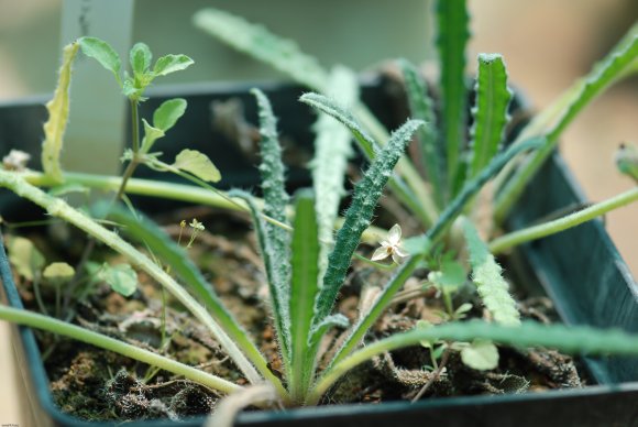 Anchusa crispa Viv. Boraginaceae
Buglosse crépue