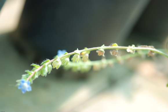 Anchusa crispa Viv. Boraginaceae
Buglosse crépue