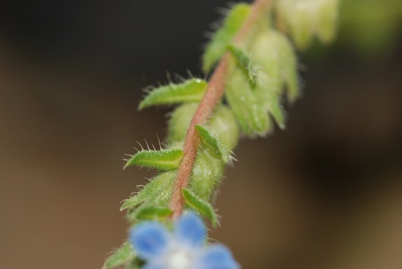 Anchusa crispa Viv. Boraginaceae
Buglosse crépue