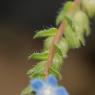 Anchusa crispa