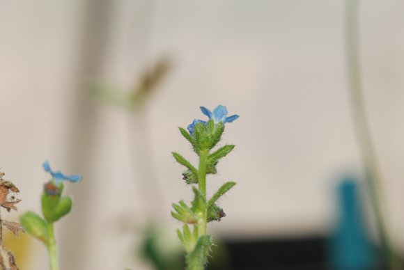 Anchusa crispa Viv. Boraginaceae
Buglosse crépue