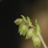 Anchusa crispa Viv. Boraginaceae
Buglosse crépue