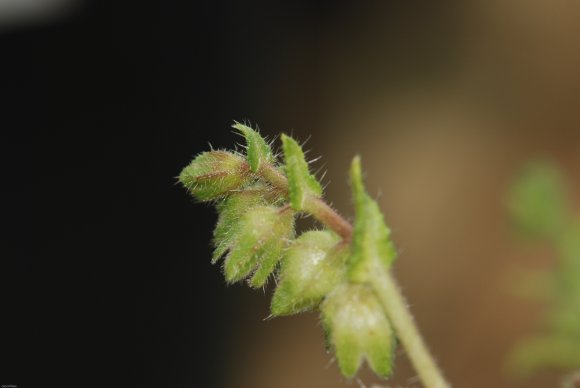 Anchusa crispa Viv. Boraginaceae
Buglosse crépue