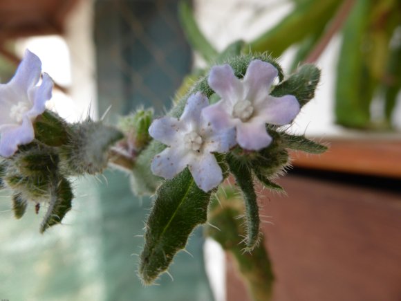 Anchusa sardoa Borraginaceae Buglossa sarda