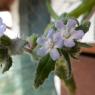 Anchusa sardoa