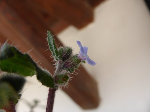 Anchusa sardoa Borraginaceae Buglossa sarda