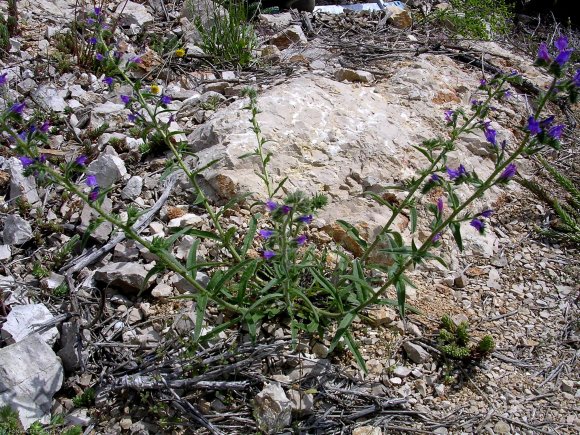 Echium vulgare L. Boraginaceae - Vipérine