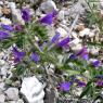 Echium vulgare L. Boraginaceae - Vipérine