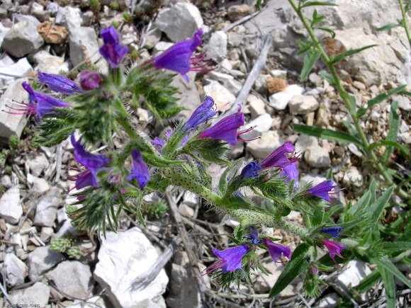 Echium vulgare L. Boraginaceae - Vipérine