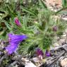 Echium vulgare L. Boraginaceae - Vipérine