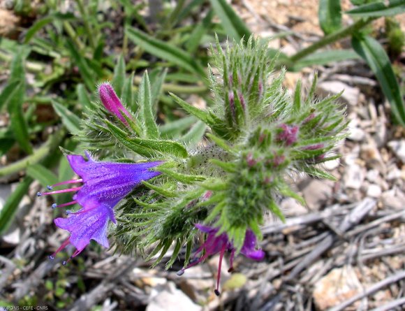 Echium vulgare L. Boraginaceae - Vipérine