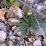 Echium vulgare L. Boraginaceae - Vipérine