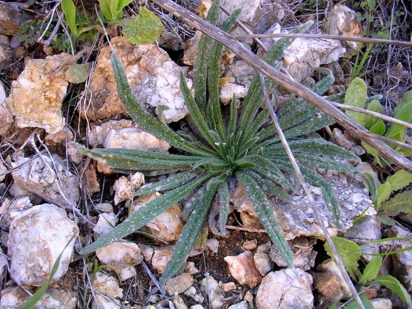 Echium vulgare L. Boraginaceae - Vipérine
