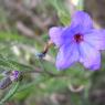 Lithodora fruticosa (L.) Griseb. Boraginaceae- Grémil ligneux