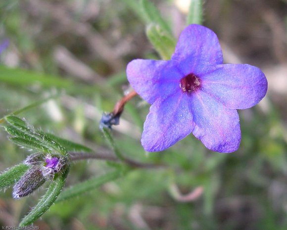 Lithodora fruticosa (L.) Griseb. Boraginaceae- Grémil ligneux