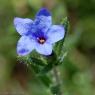 Lithodora fruticosa (L.) Griseb. Boraginaceae- Grémil ligneux