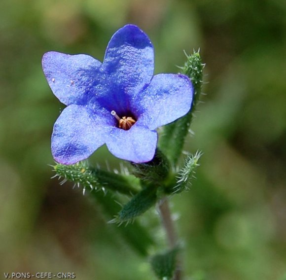 Lithodora fruticosa (L.) Griseb. Boraginaceae- Grémil ligneux