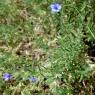 Lithodora fruticosa (L.) Griseb. Boraginaceae- Grémil ligneux
