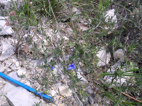 Lithodora fruticosa (L.) Griseb. Boraginaceae- Grémil ligneux