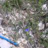 Lithodora fructicosa