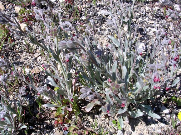 Pardoglossum cheirifolium (L.) Barbier & Mathez Boraginaceae - C