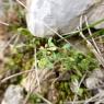 Alyssum alyssoides (L.) L. Brassicaceae
Alysson à calices persis