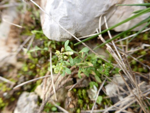 Alyssum alyssoides (L.) L. Brassicaceae
Alysson à calices persis