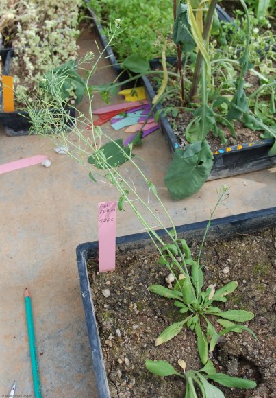 Arabidopsis thaliana (L.) Heynh. Brassicaceae - Arabette de Thal