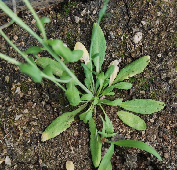 Arabidopsis thaliana (L.) Heynh. Brassicaceae - Arabette de Thal