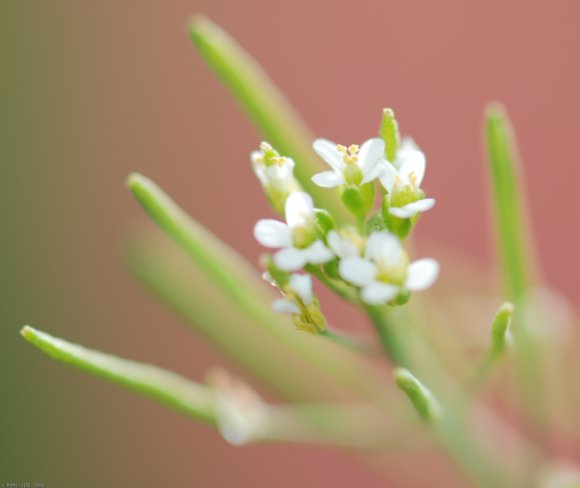 Arabidopsis thaliana (L.) Heynh. Brassicaceae - Arabette de Thal