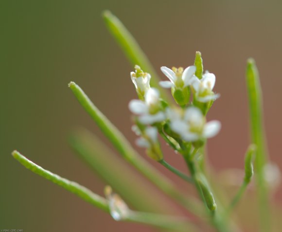 Arabidopsis thaliana (L.) Heynh. Brassicaceae - Arabette de Thal