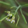 Arabidopsis thaliana (L.) Heynh. Brassicaceae - Arabette de Thal