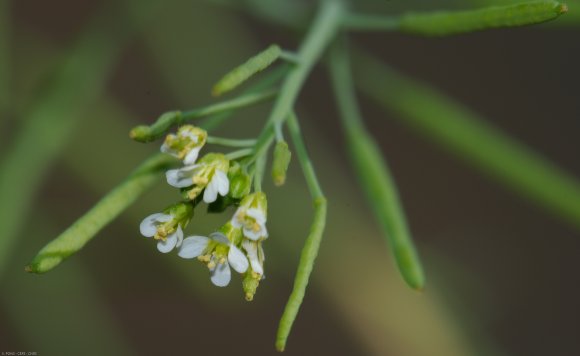 Arabidopsis thaliana (L.) Heynh. Brassicaceae - Arabette de Thal
