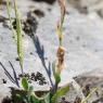 Arabis sagittata (Bertol.) DC. Brassicaceae - Arabette sagittée