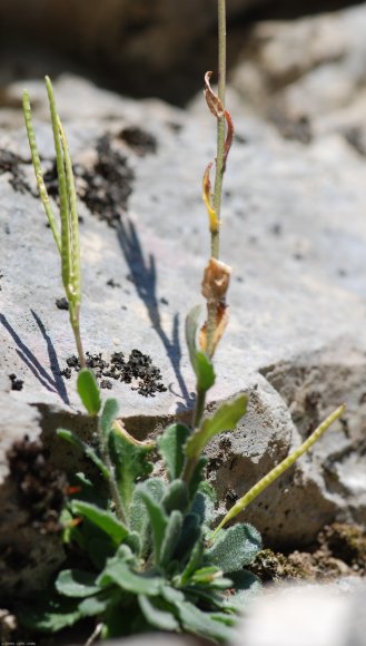 Arabis sagittata (Bertol.) DC. Brassicaceae - Arabette sagittée