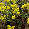 Aurinia saxatilis (L.) Desv. Brassicaceae - Corbeille d'or