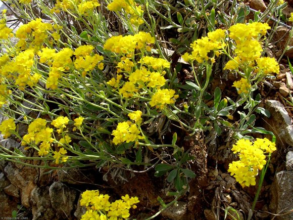 Aurinia saxatilis (L.) Desv. Brassicaceae - Corbeille d'or