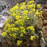 Aurinia saxatilis (L.) Desv. Brassicaceae - Corbeille d'or