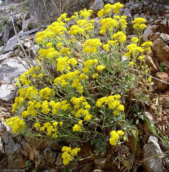 Aurinia saxatilis (L.) Desv. Brassicaceae - Corbeille d'or