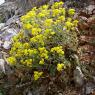 Aurinia saxatilis (L.) Desv. Brassicaceae - Corbeille d'or